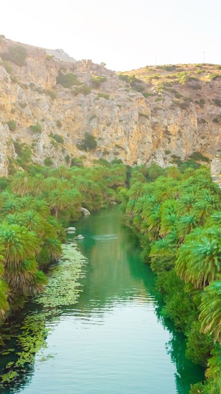 Preveli Palm Forest