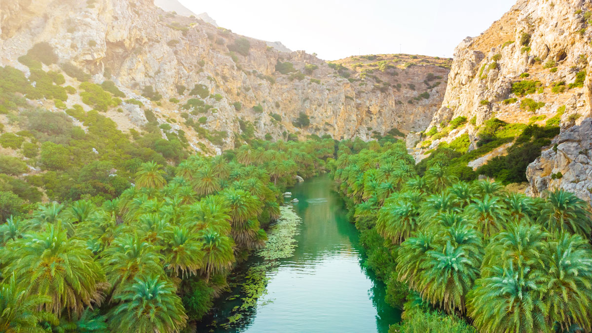 Preveli Palm Forest